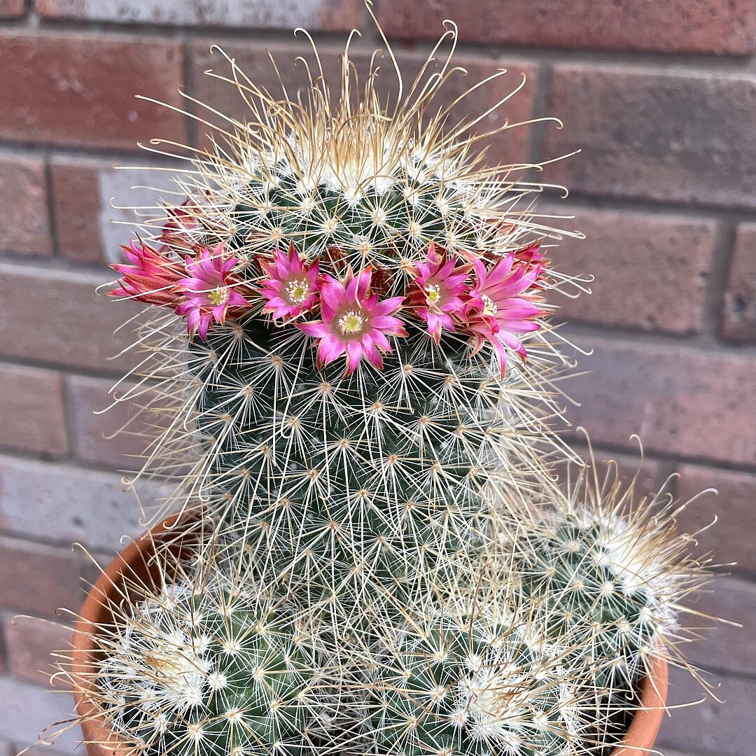 Mammillaria magnifica