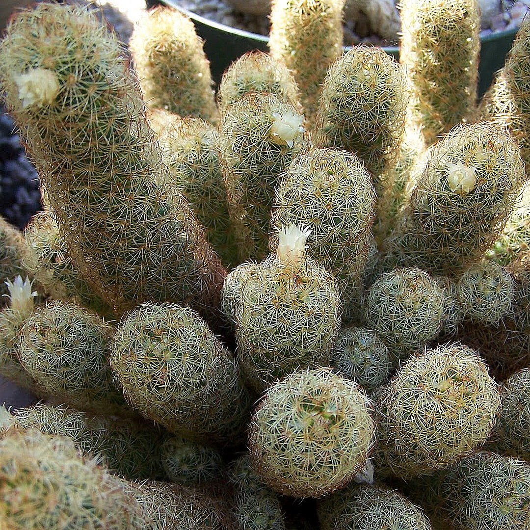 Mammillaria elongata