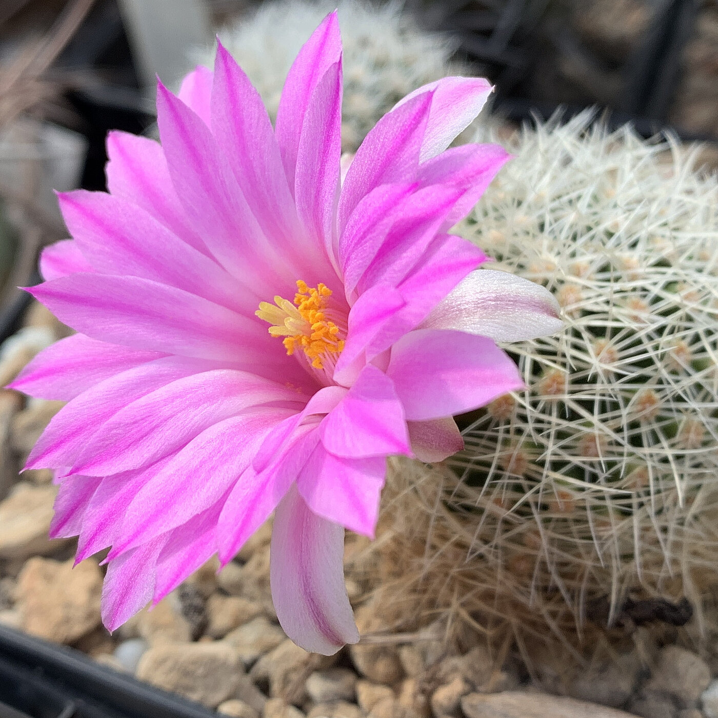 Mammillaria napina