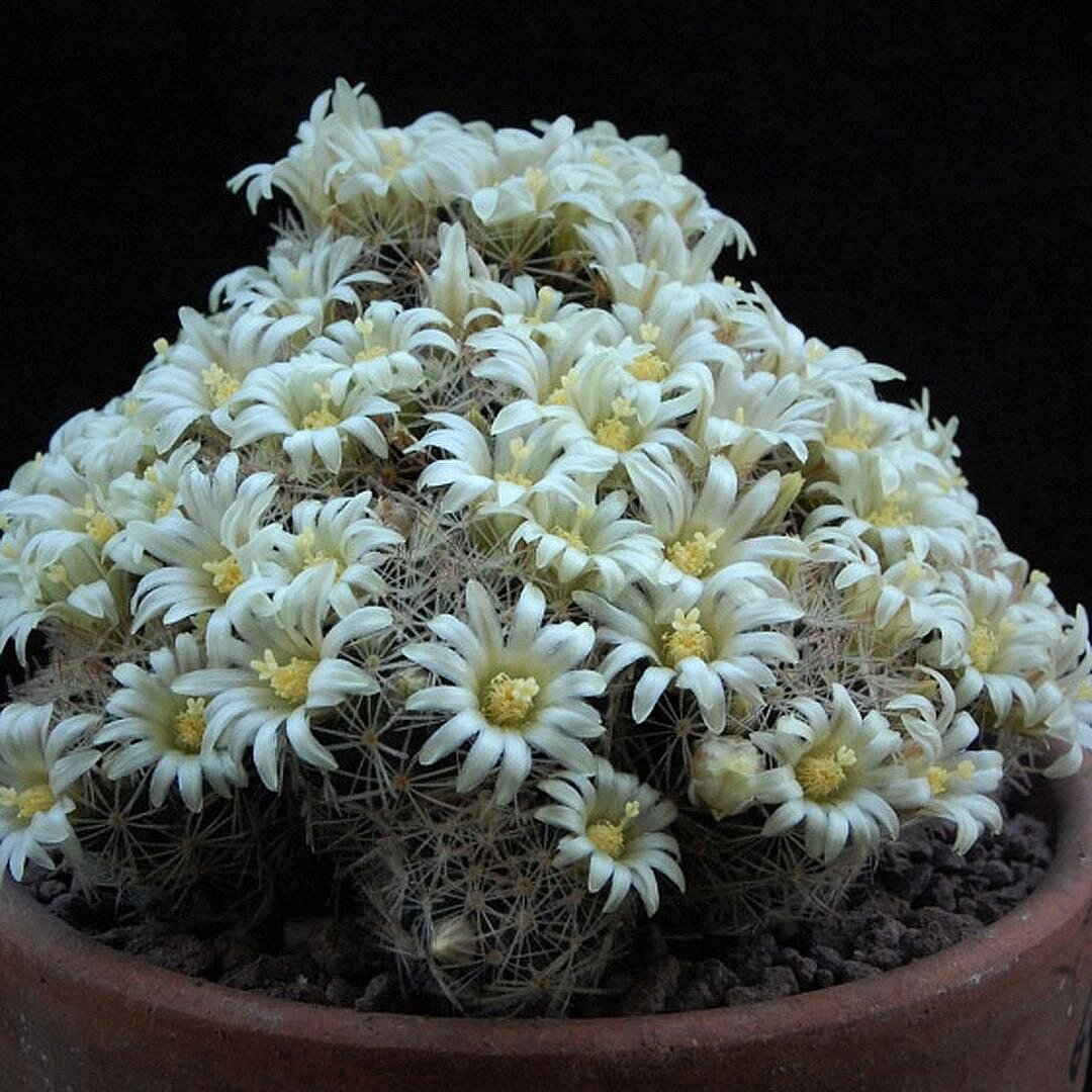 Mammillaria picta