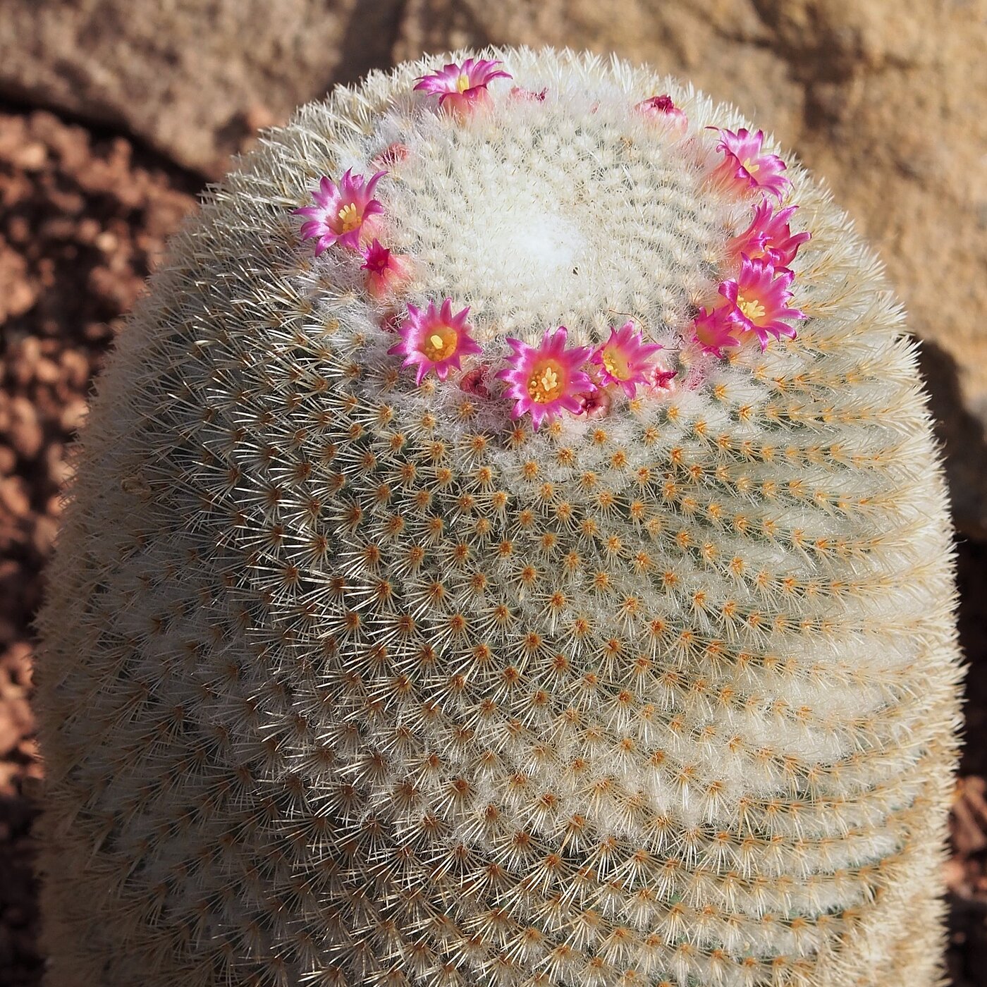 Mammillaria supertexta