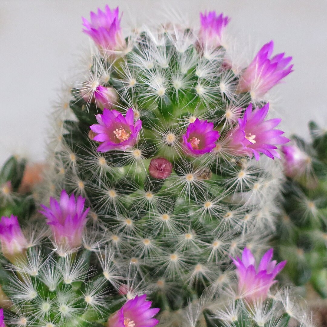 Mammillaria laui