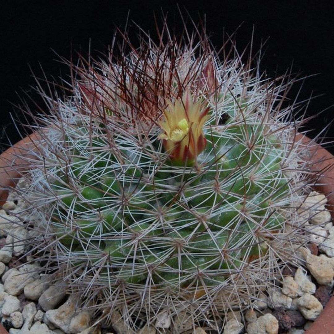 Mammillaria arida