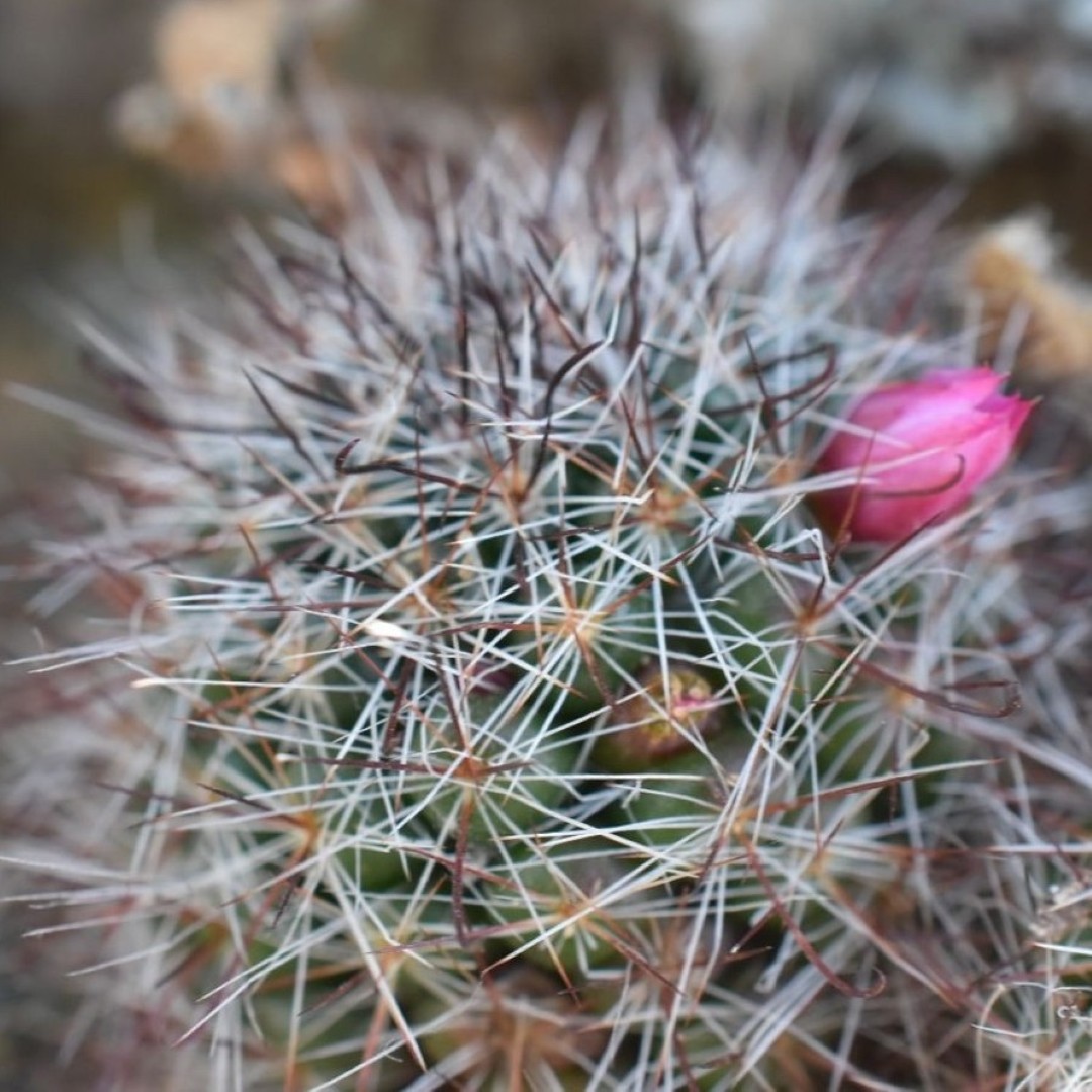 Mammillaria arreolae