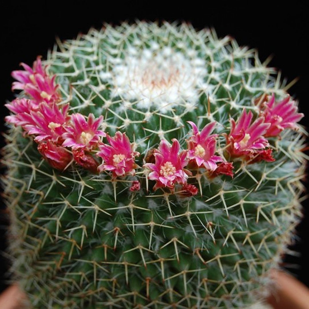 Mammillaria atroflorens