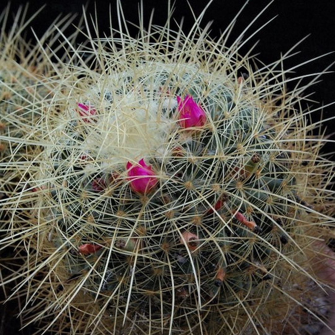 Mammillaria aureiceps