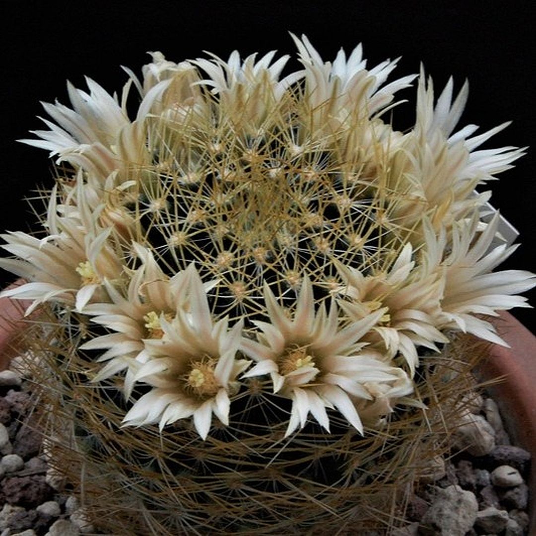 Mammillaria aurisaeta