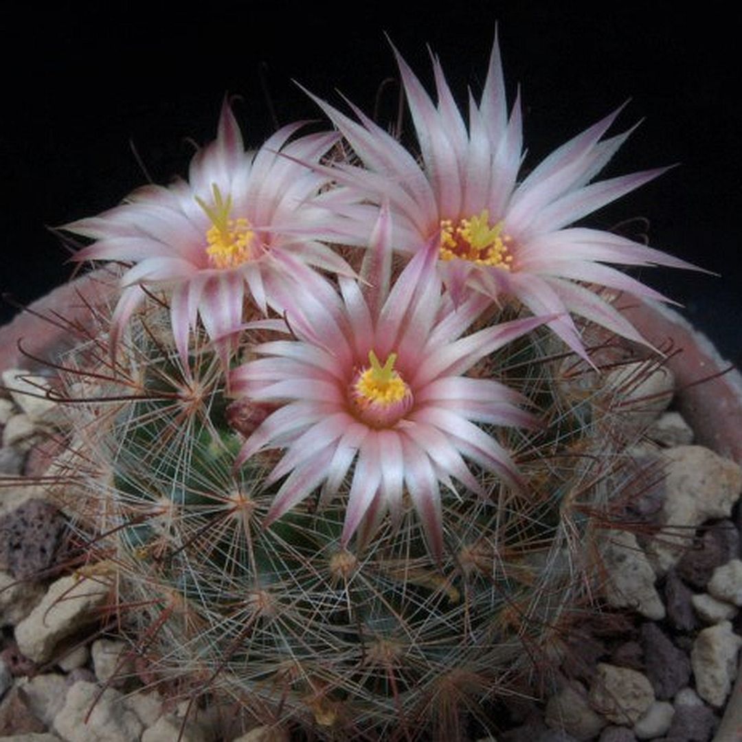 Mammillaria barbata