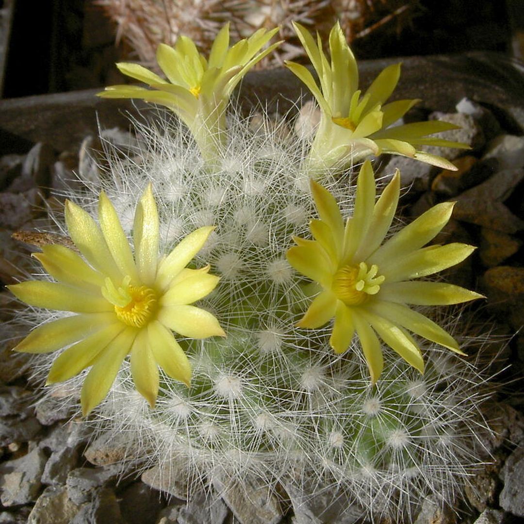 Mammillaria baumii