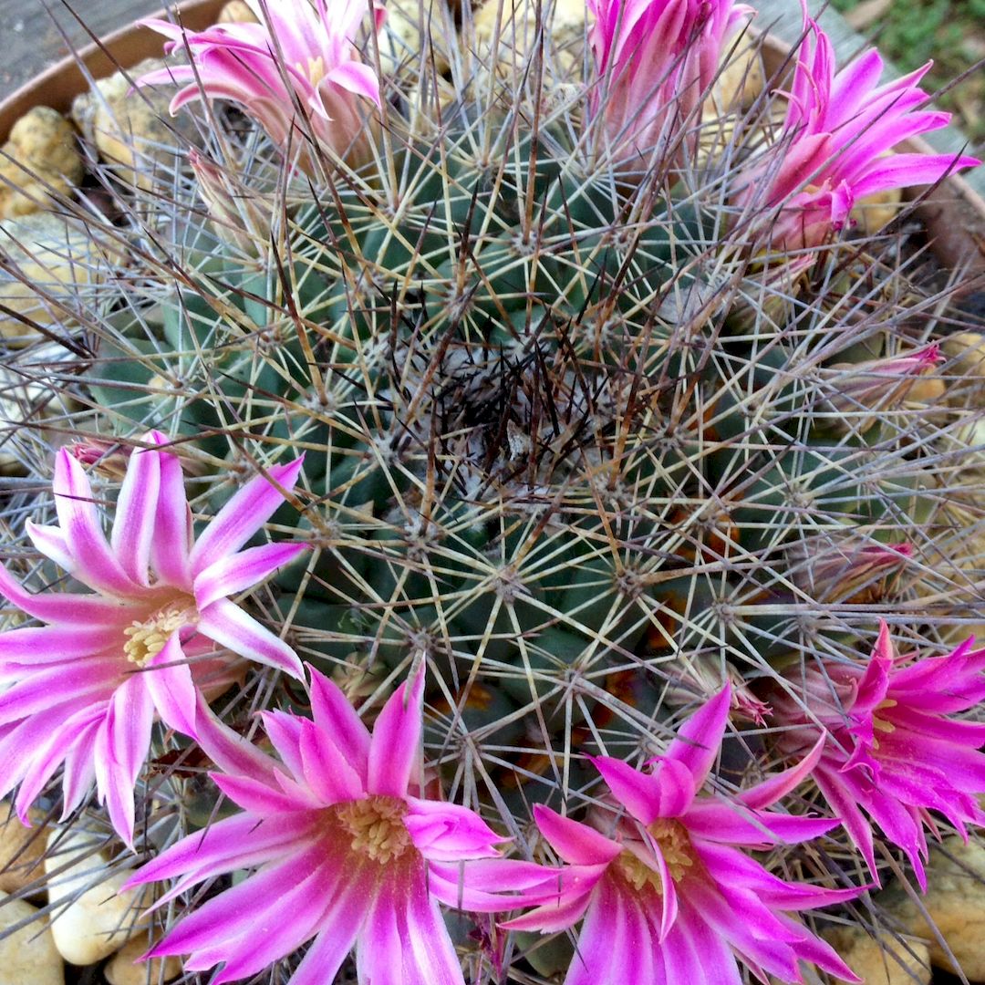 Mammillaria blossfeldiana