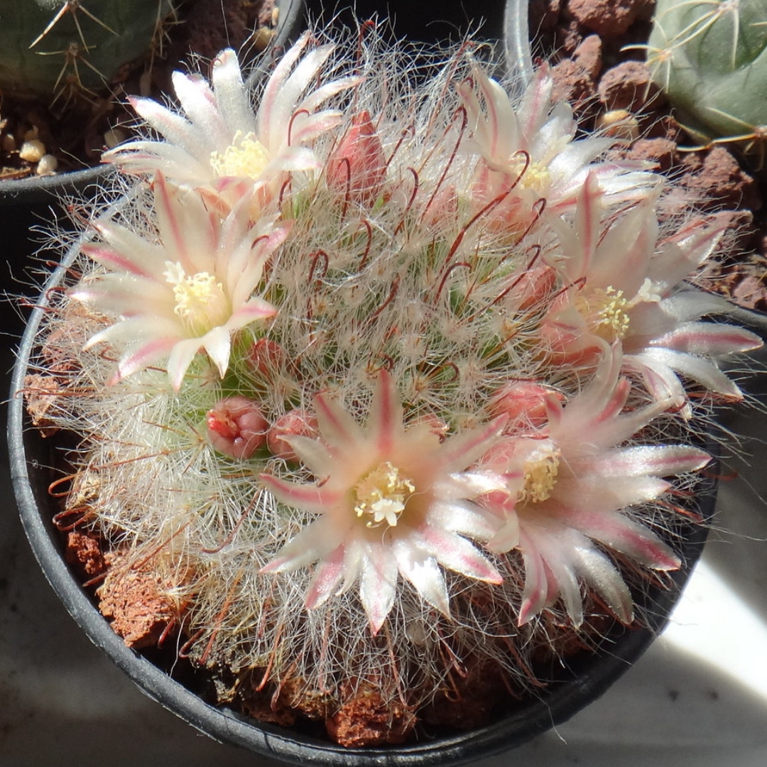 Mammillaria bocasana