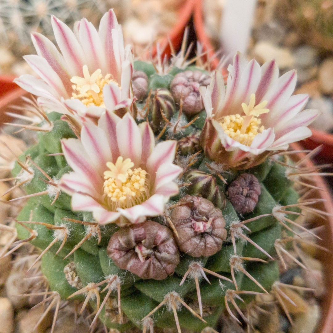 Mammillaria boelderliana