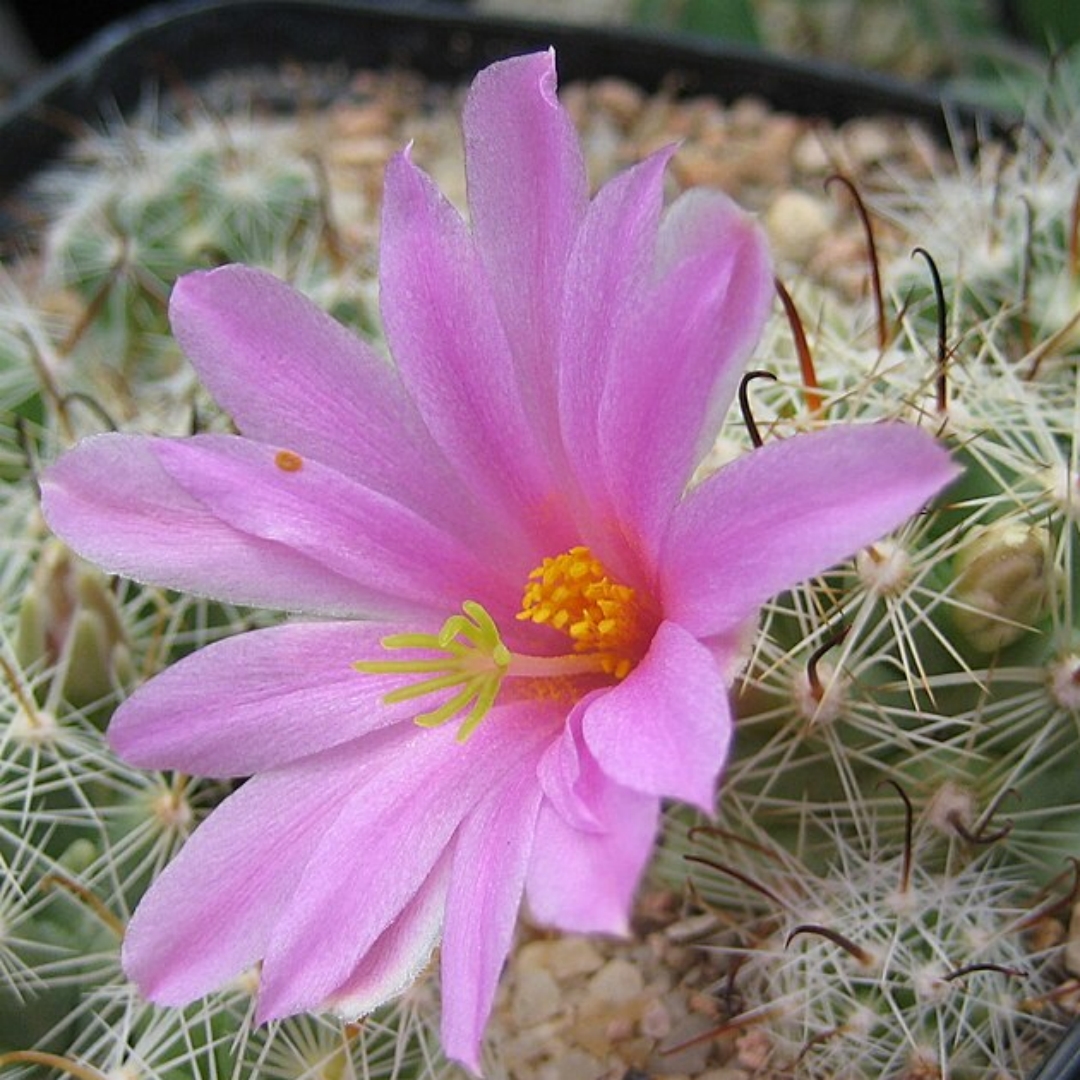 Mammillaria boolii