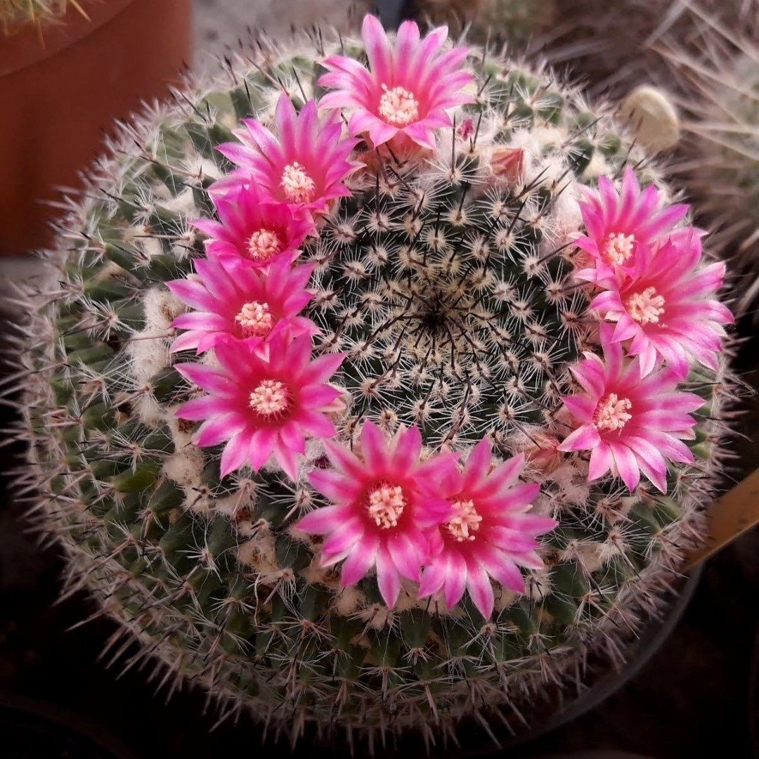 Mammillaria brauneana