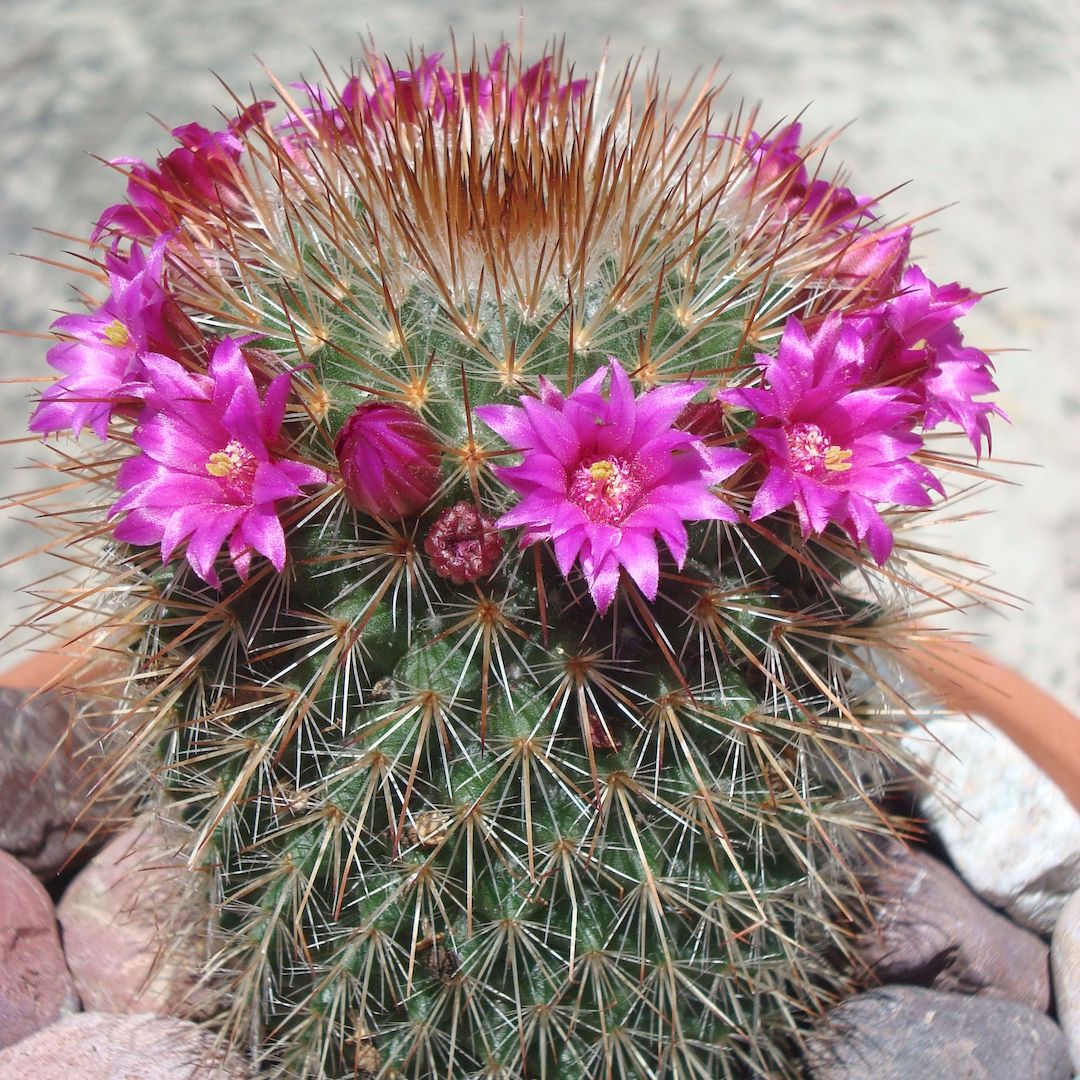 Mammillaria bravoae