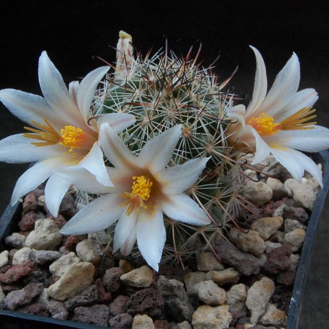 Mammillaria bullardiana