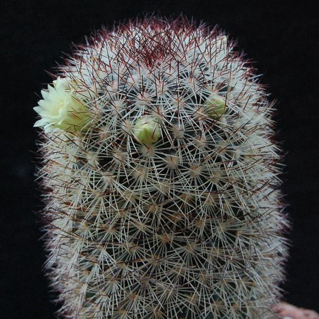 Mammillaria buxbaumeriana