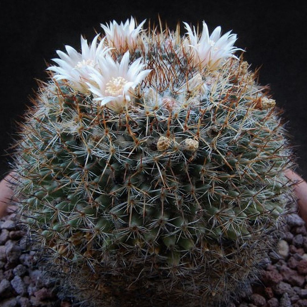 Mammillaria caerulea