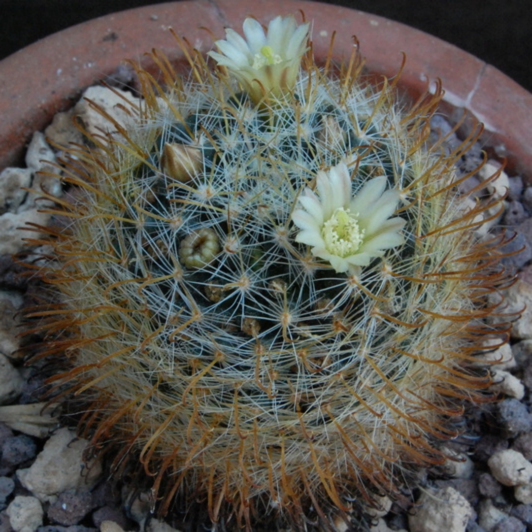 Mammillaria calleana