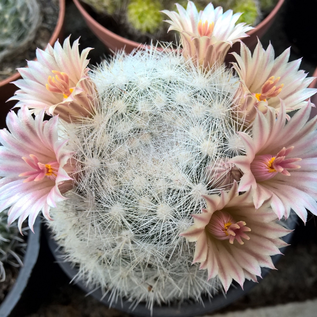 Mammillaria candida
