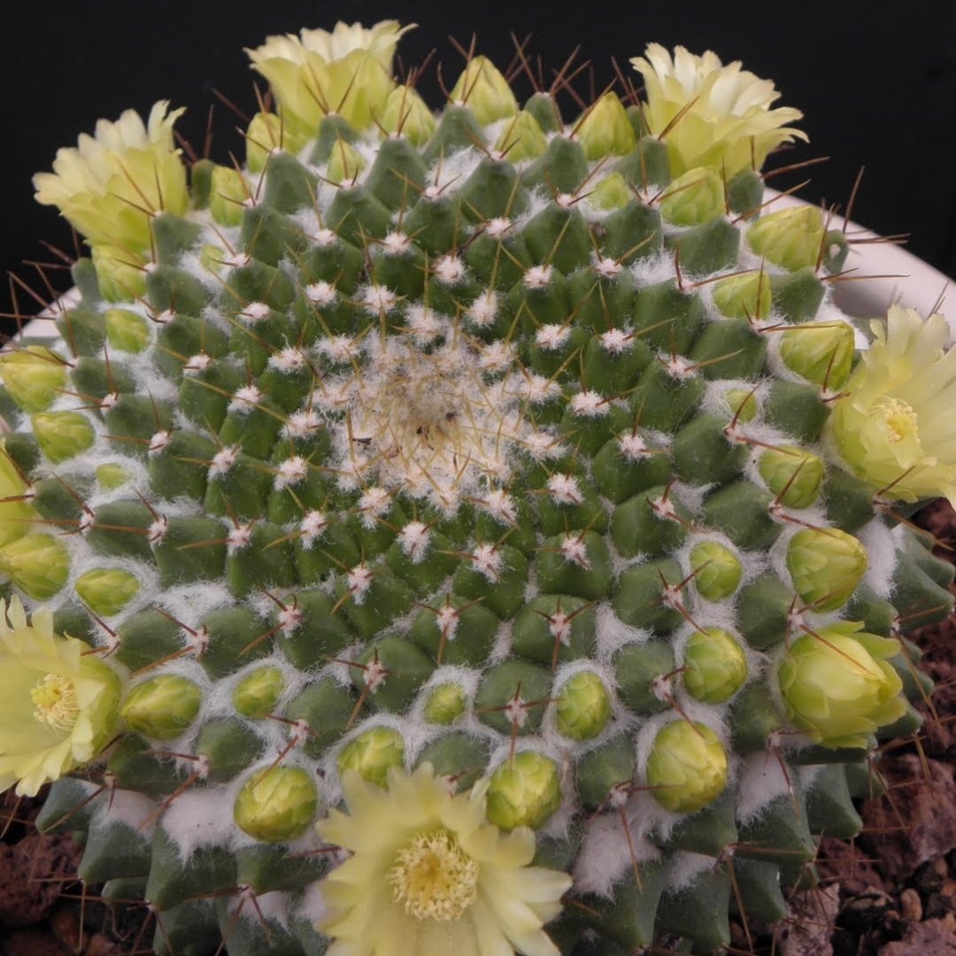 Mammillaria canelensis
