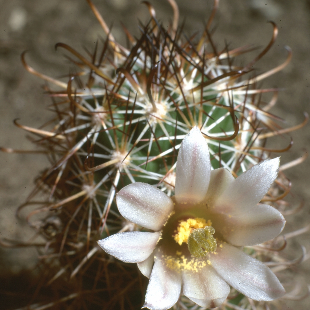 Mammillaria capensis