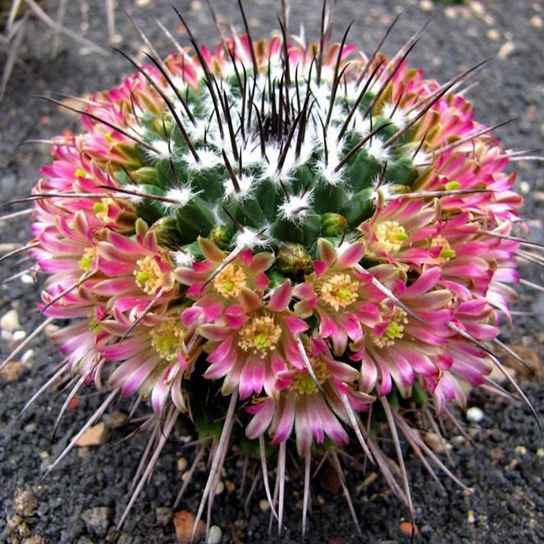 Mammillaria carnea