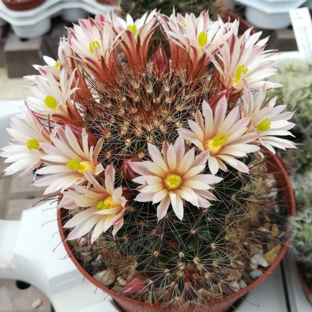 Mammillaria carretii