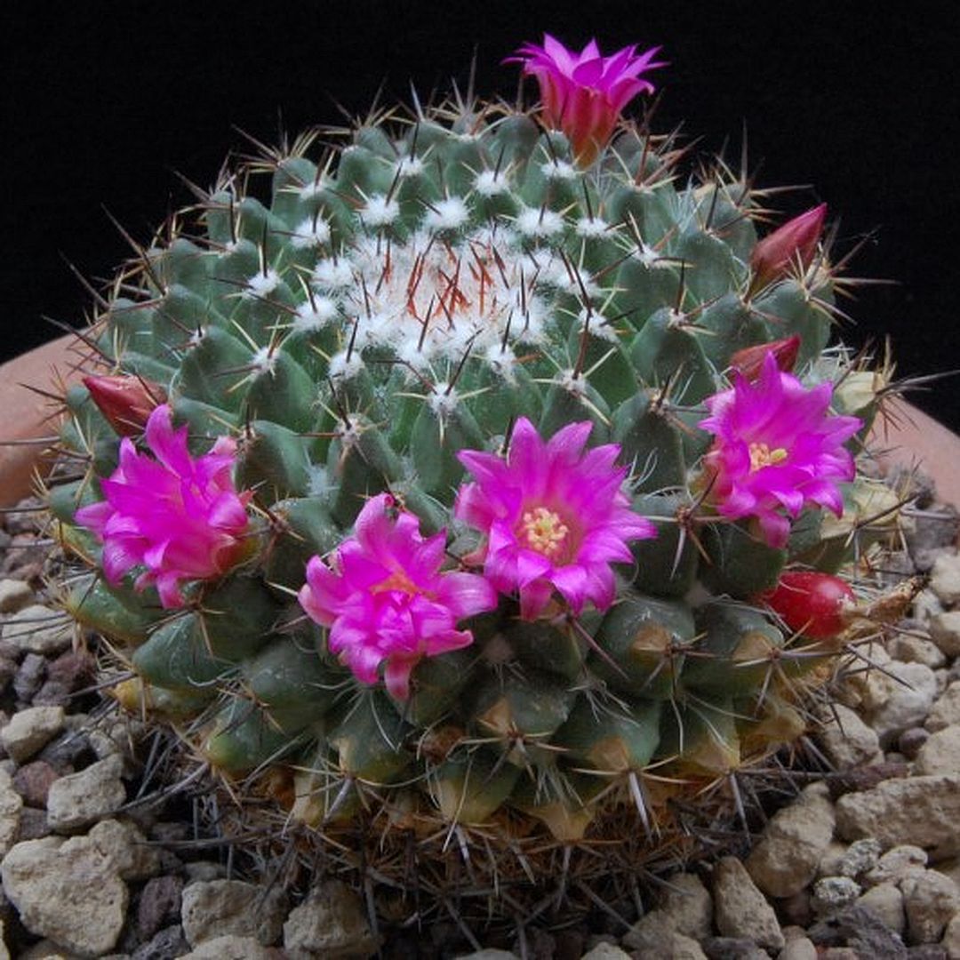 Mammillaria casoi