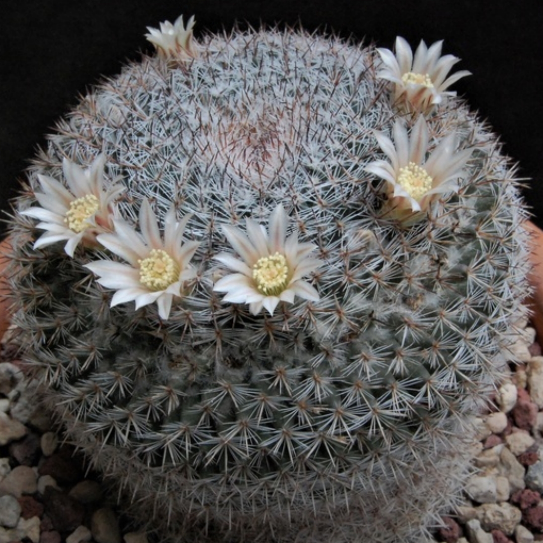 Mammillaria chionocephala