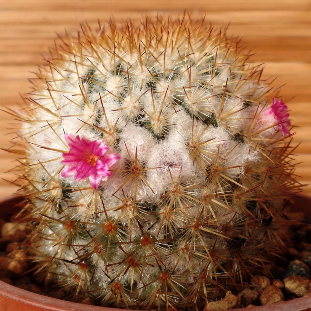 Mammillaria columbiana