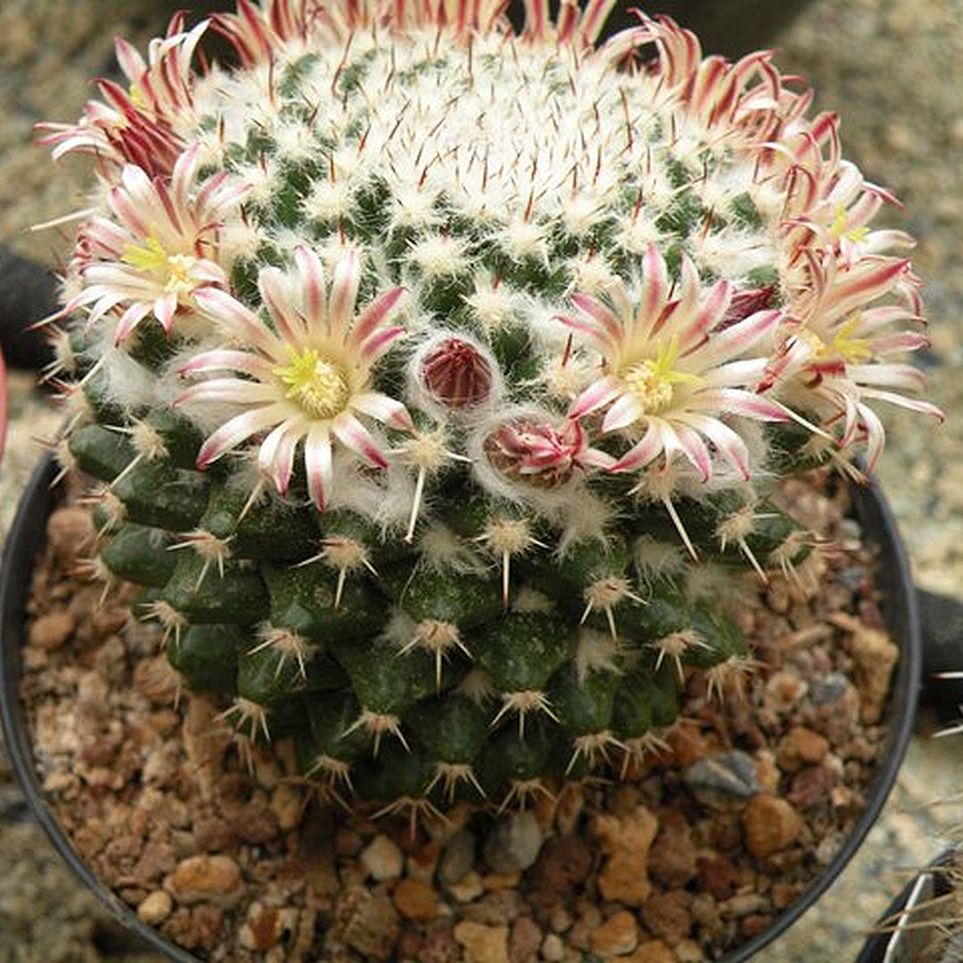 Mammillaria conzattii