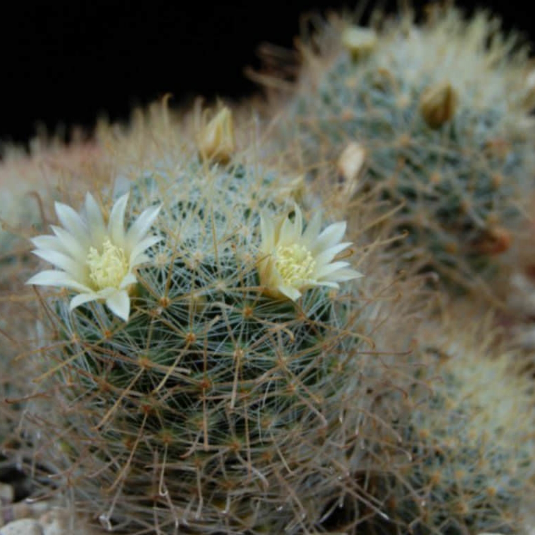 Mammillaria crinita