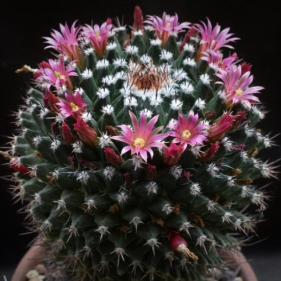 Mammillaria crispiseta