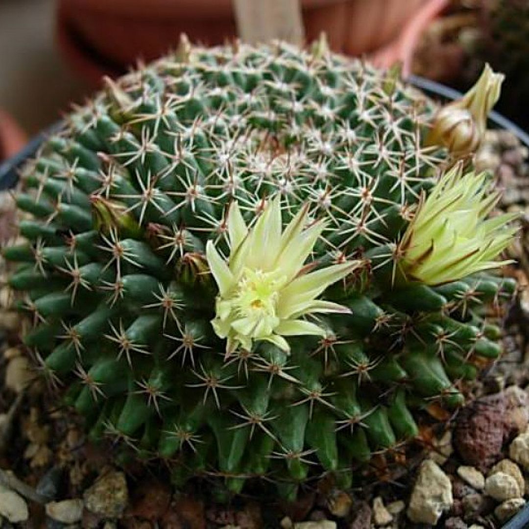 Mammillaria dawsonii