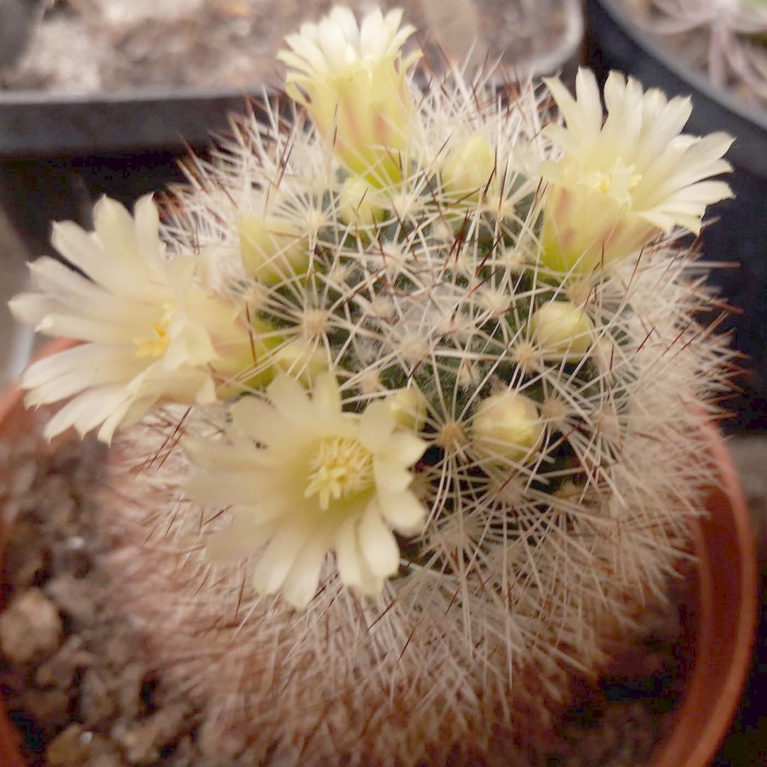 Mammillaria densispina