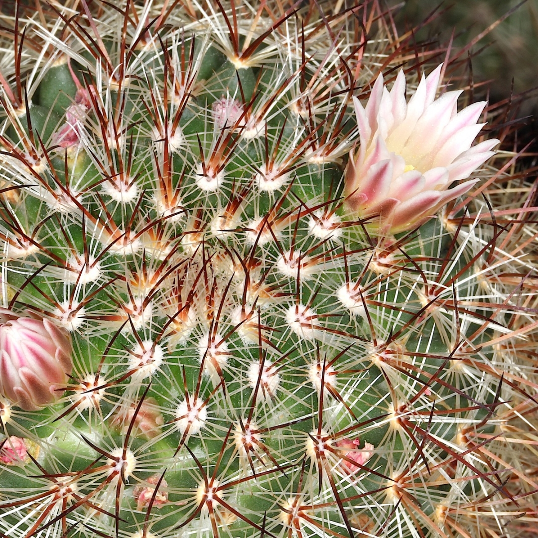 Mammillaria discolor