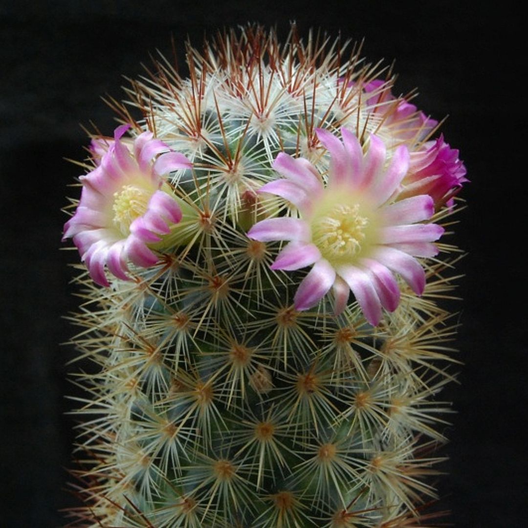 Mammillaria droegeana