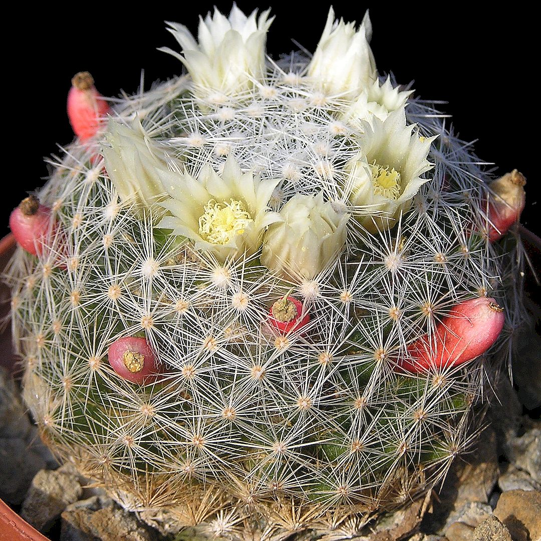 Mammillaria dumetorum