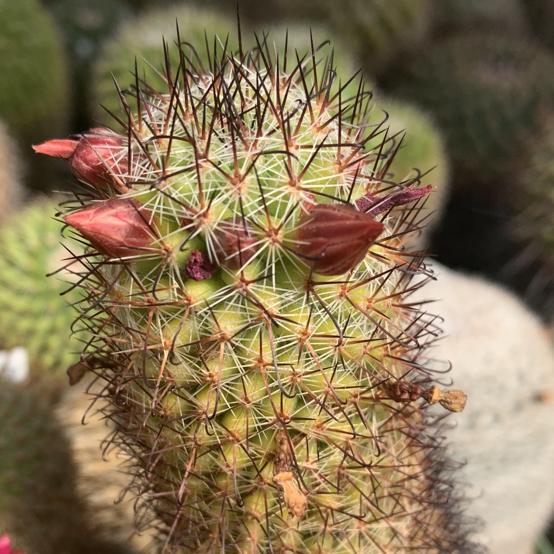 Mammillaria duoformis