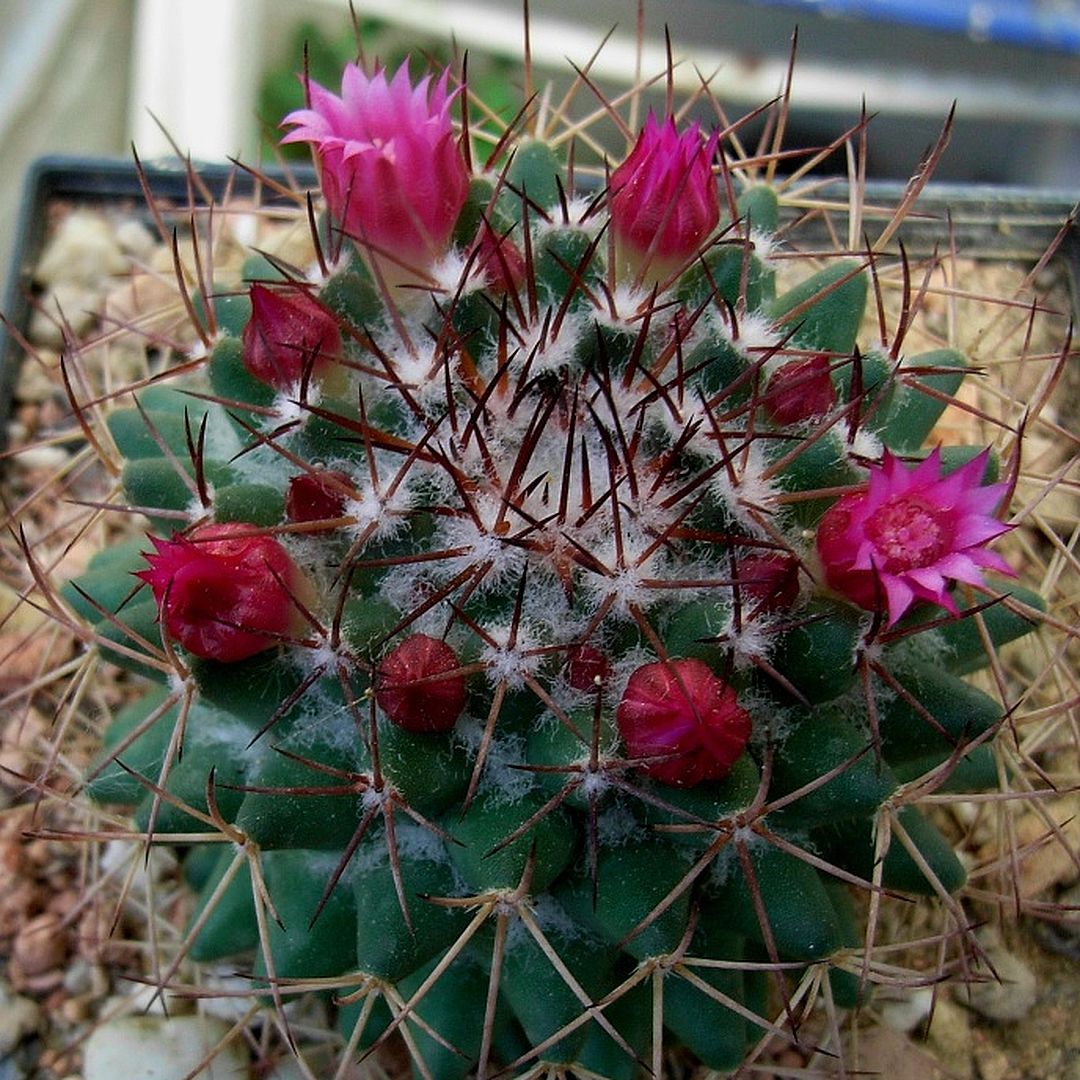 Mammillaria durispina