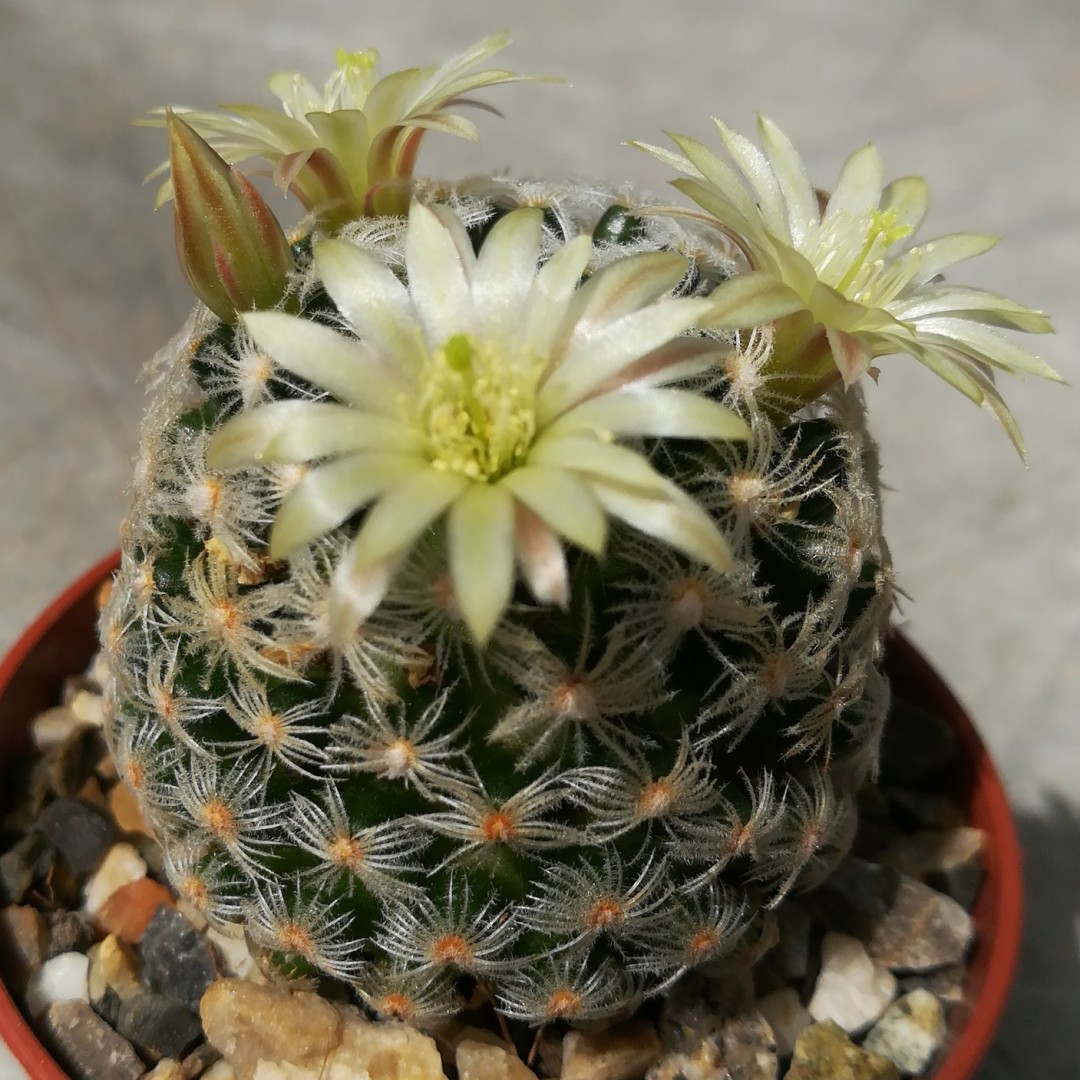 Mammillaria duwei