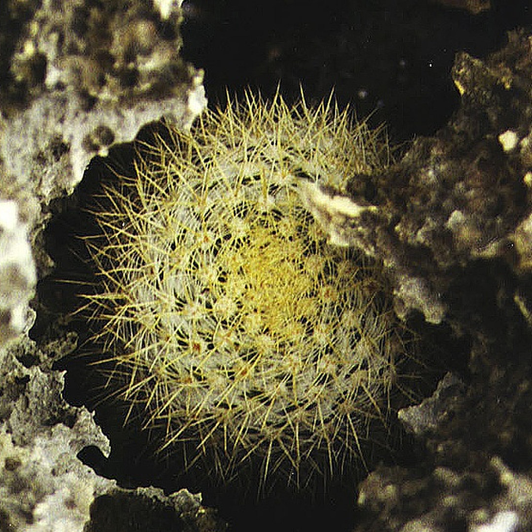 Mammillaria ekmanii