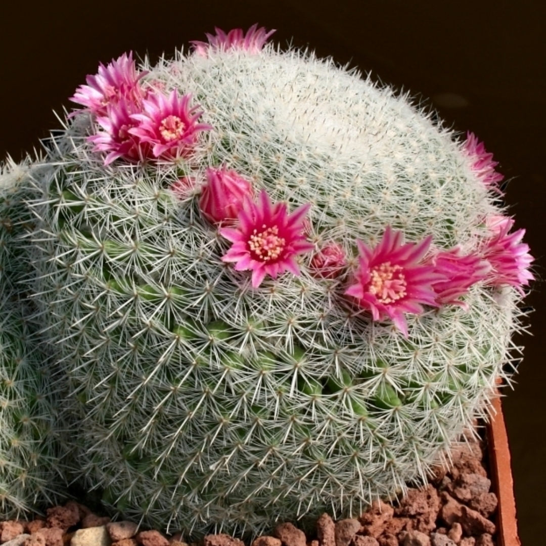 Mammillaria elegans