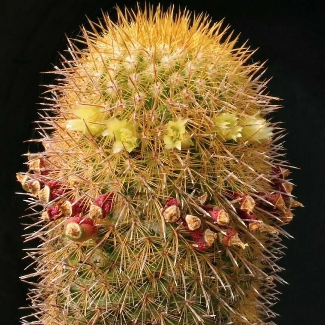 Mammillaria eriacantha