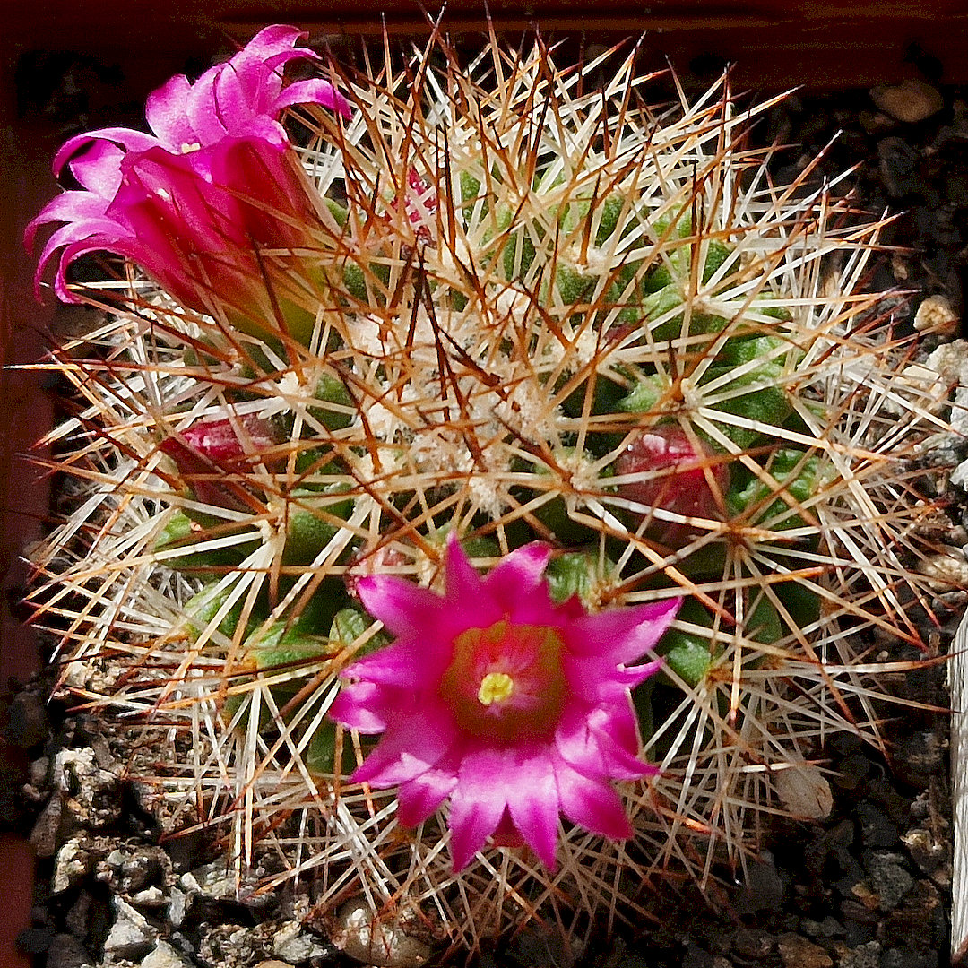 Mammillaria ernestii