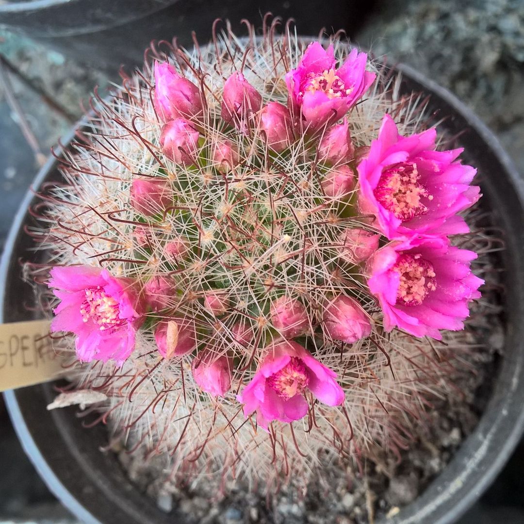 Mammillaria erythrosperma
