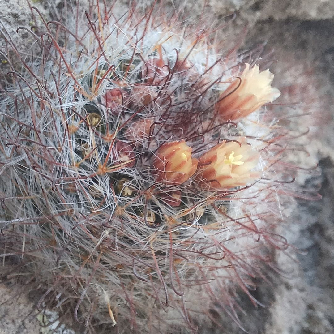 Mammillaria eschauzieri
