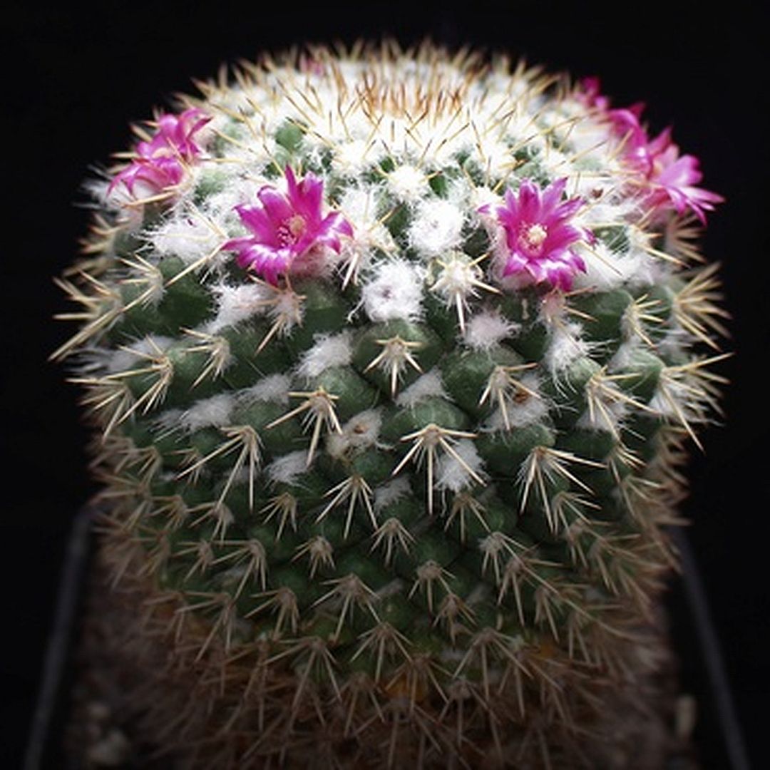 Mammillaria esseriana