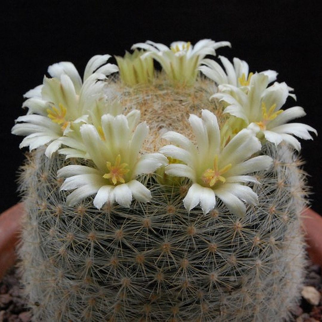 Mammillaria estanzuelensis